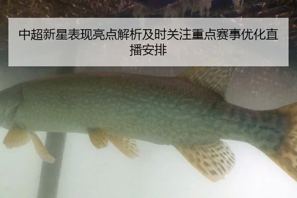 中超新星表现亮点解析及时关注重点赛事优化直播安排